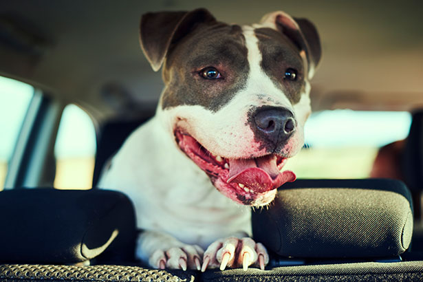 How To Travel Safely With Pets Over The Holidays How To Travel Safely With Pets Over The Holidays